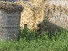 Marmota bobak