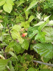Rubus × loganobaccus