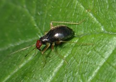 Orthonotus rufifrons