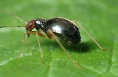 Orthonotus rufifrons