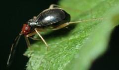 Orthonotus rufifrons