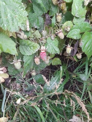 Rubus × loganobaccus