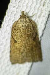Meritastis polygraphana