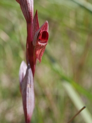 Serapias politisii