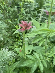 Monarda didyma