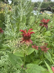 Monarda didyma