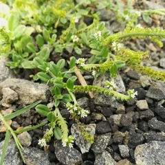 Euploca ovalifolia