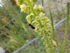 Hylaeus signatus