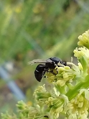 Hylaeus signatus