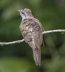 Cacomantis sonneratii