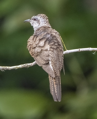 Cacomantis sonneratii