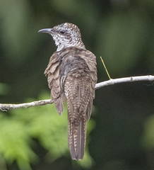 Cacomantis sonneratii