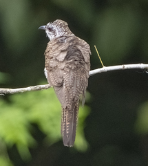 Cacomantis sonneratii