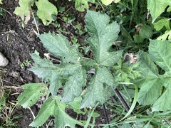 Heracleum sphondylium