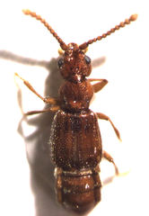 Pseudoexeirarthra colorata