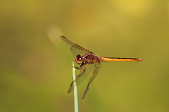 Libellula needhami