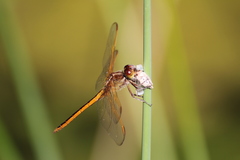 Libellula needhami