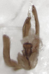 Pseudoexeirarthra colorata