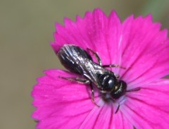 Ceratina chalcites