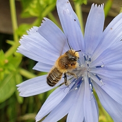 Megachile willughbiella