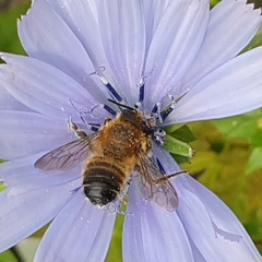 Megachile willughbiella