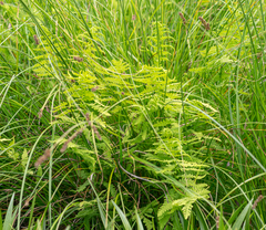 Thelypteris palustris palustris