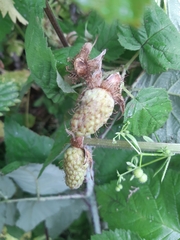 Rubus × loganobaccus