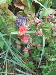 Rubus × loganobaccus