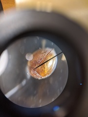 Pharoscymnus flexibilis