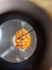 Pharoscymnus flexibilis
