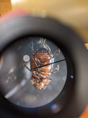 Leiopsammodius indicus