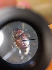 Leiopsammodius indicus