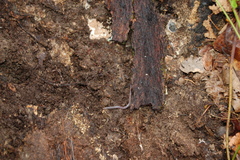 Aporrectodea caliginosa