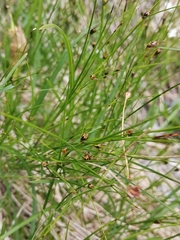 Oreojuncus monanthos