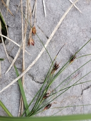 Oreojuncus monanthos