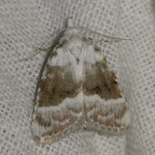 Kent Black Arches, 9166 Schiermonnikoog, Niederlande, photo 8 of 10
