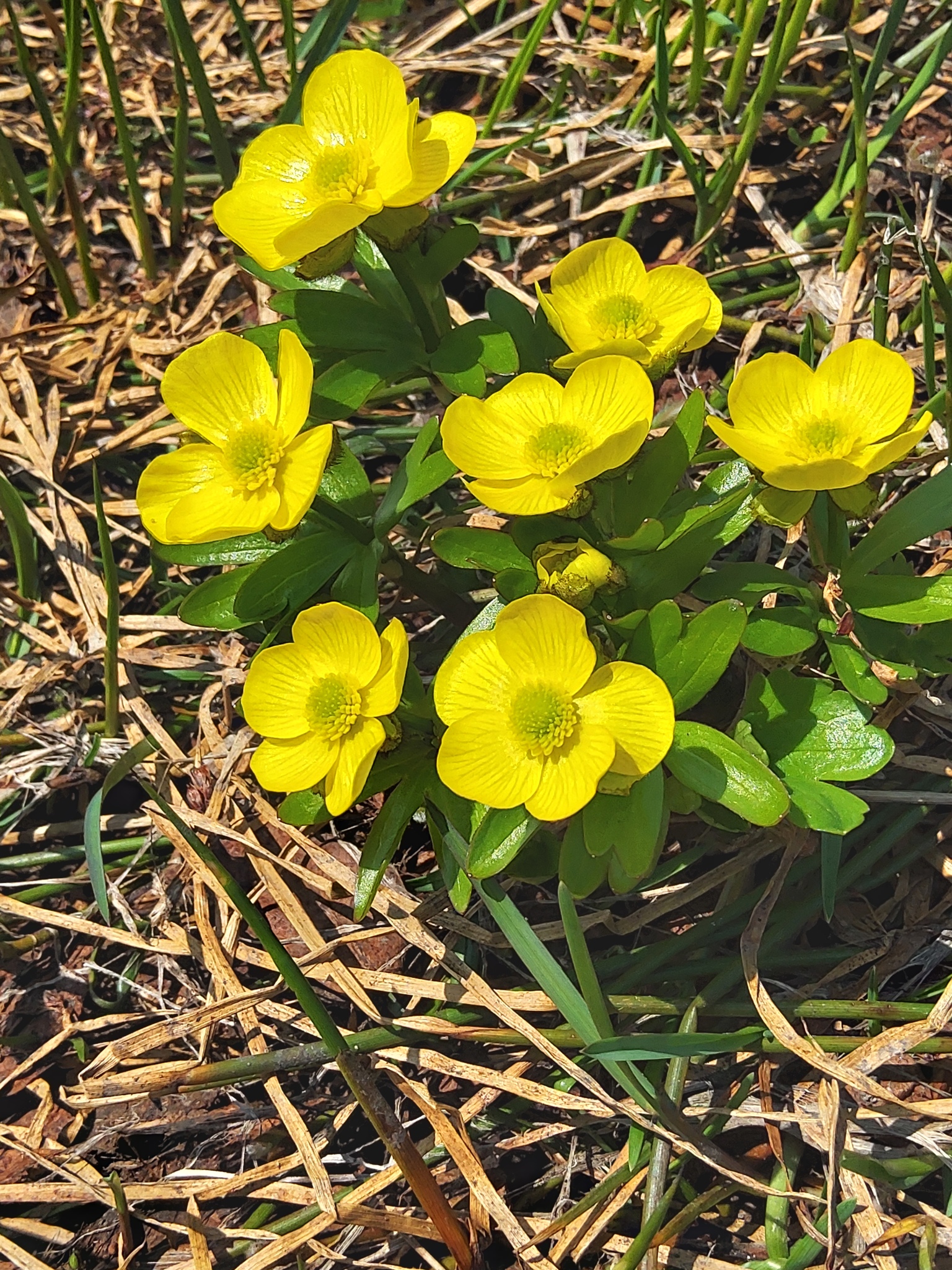 Ranunculus nivalis