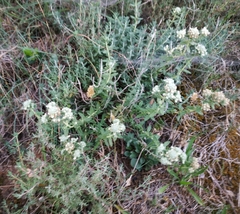 Teucrium polium