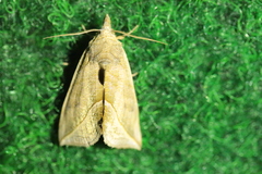 Calyptra thalictri