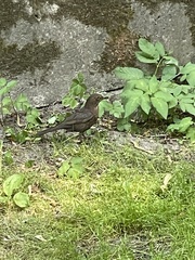 Turdus merula