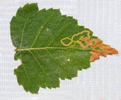 Agromyza alnibetulae