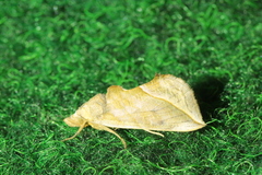 Calyptra thalictri