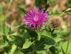 Centaurea phrygia pseudophrygia