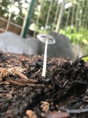 Coprinopsis lagopus