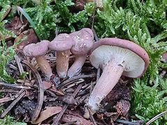 Calocybe carnea