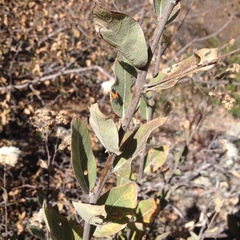 Eremosis foliosa