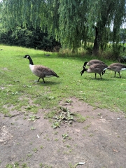 Branta canadensis