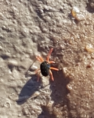 Halotydeus destructor