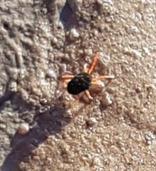 Halotydeus destructor