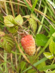 Rubus × loganobaccus